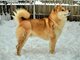 Shiba Inu – Gražūs šuniukai