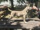 Cane Corso – parduodami Formentino spalvos patinėliai