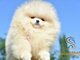 Pomeranijos BOO meškiuko tipo šuniukai | Pomeranijos špicų 