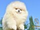 Pomeranijos BOO meškiuko tipo šuniukai | Pomeranijos špicų 