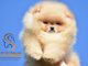 Pomeranijos BOO meškiuko tipo šuniukai | Pomeranijos špicų 