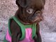Chocolate Petit Brabancon (Smooth Brussel Griffon)
