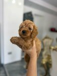 Goldendoodle Gražūs Šuniukai
