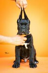 Cane Corso – Gražūs šuniukai