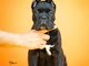 Cane Corso – Gražūs šuniukai