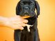 Cane Corso – Gražūs šuniukai
