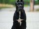 Cane Corso – Gražūs šuniukai