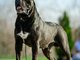 Cane Corso – Gražūs šuniukai