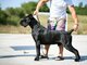 Cane Corso – Gražūs šuniukai