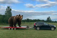 Mūsų meška grįžo... ir svėrė tiek, kad svarstyklės pasidavė! Bet