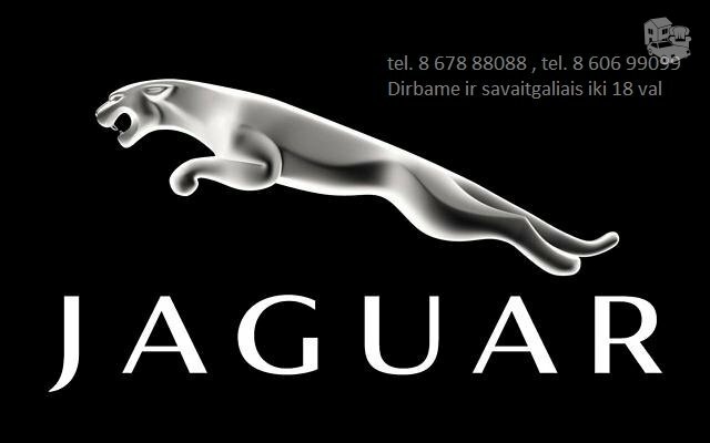 Jaguar Dalys
