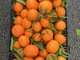 Mandarinai su lapeliais urmu iš Ispanijos
