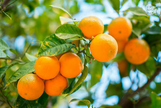 Ispaniški mandarinai ir apelsinai dėžėmis visoje Lietuvoje