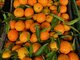 Ispaniški mandarinai ir apelsinai dėžėmis visoje Lietuvoje