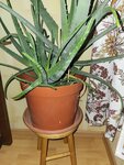 Vazoninė gėlė Agava (Aloe vera) 30 eur