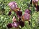 Šokoladiniai irisai (vilkagiai)