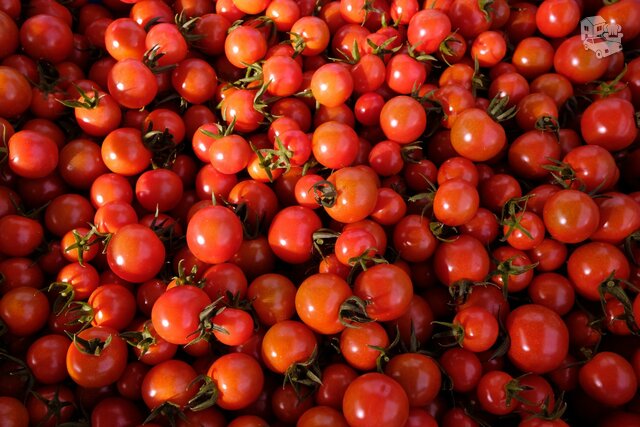 Reikalingi Darbuotojai Olandijoje Su Pomidorais