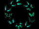 3D sienos lipdukai drugeliai šviečiantys tamsoje, 6 vnt.