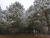 Sklypas Molėtų rajono sav., Pabaldiškyje